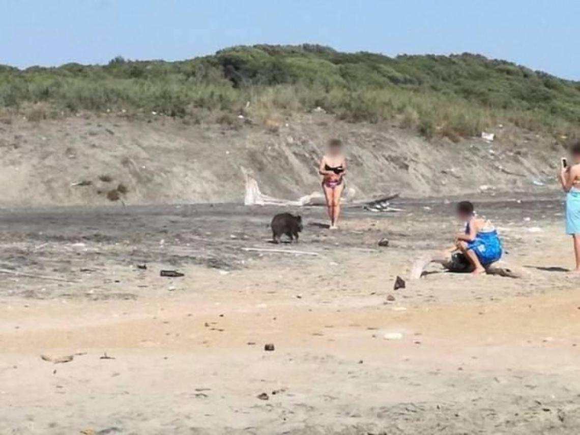 Cinghiali a spasso lungo la spiaggia del Poligono: le foto viaggiano su Facebook