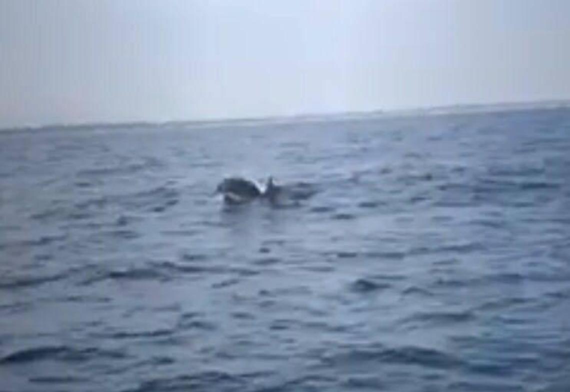 Avvistati quindici delfini al largo di Nettuno: il video pubblicato sui Social network
