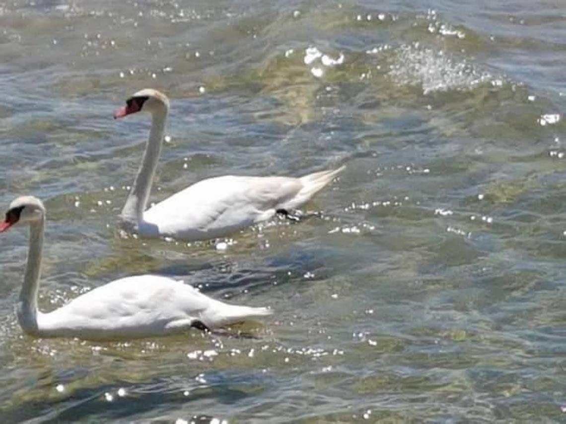 Una coppia di cigni in mare con i bagnanti, foto e video spopolano sui social network