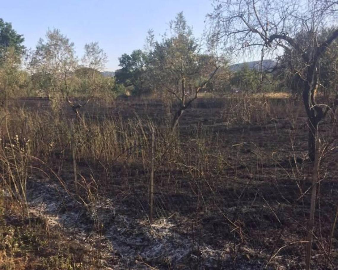 Un incendio devasta l'uliveto: danneggiate sessanta piante. E' emergenza infinita sui Lepini