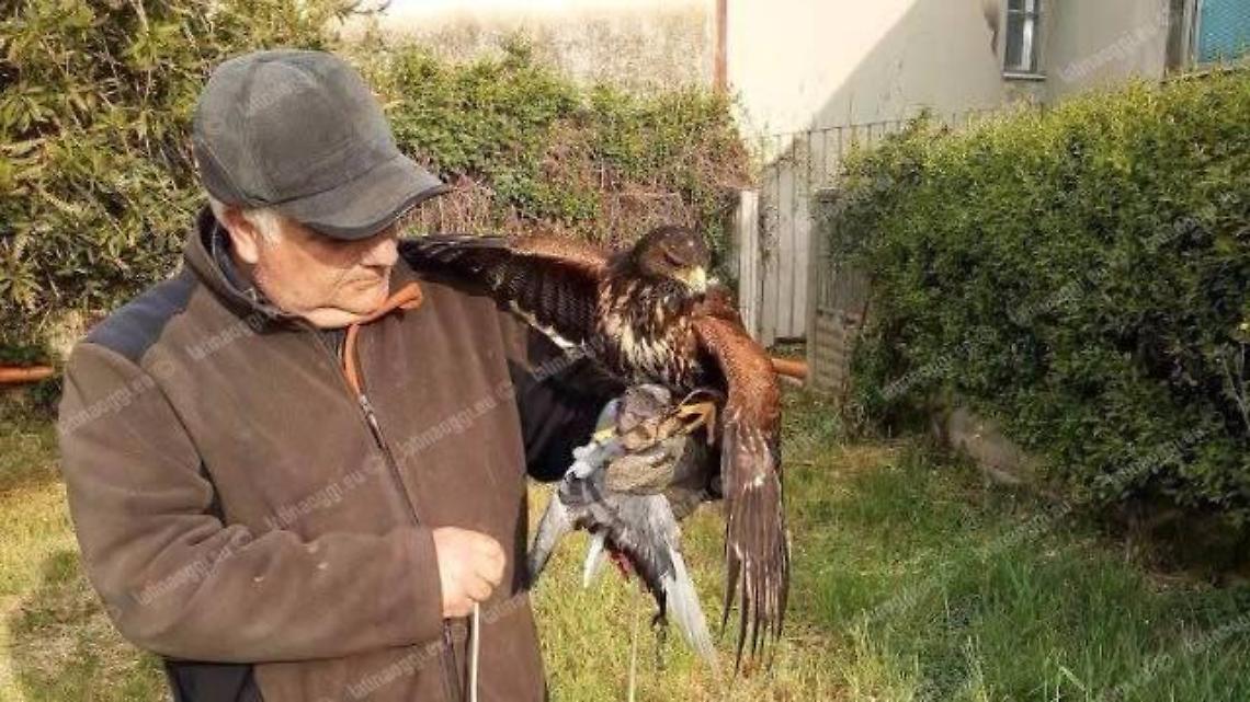 Furto nella notte in via Torrenova. Rubato da una voliera un prezioso esemplare di falco di Harrys