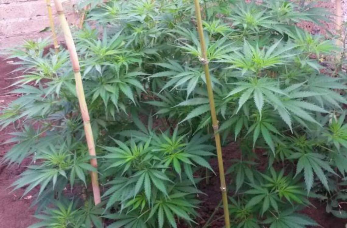 Nascondeva in casa 200 grammi di marijuana all'interno di un barattolo, arrestato