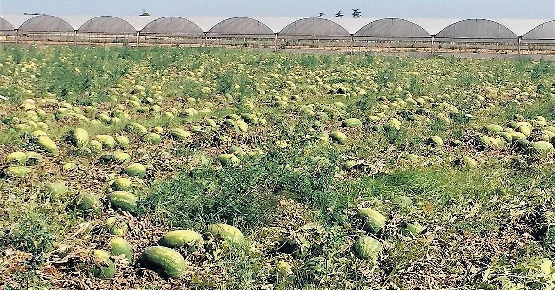 Tonnellate di angurie da distruggere per ordini disdetti, la situazione degli agricoltori pontini