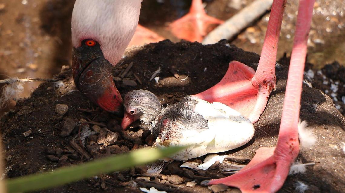 [VIDEO] Un fenicottero minore nasce allo Zoomarine, ecco le immagini di un evento unico in Europa