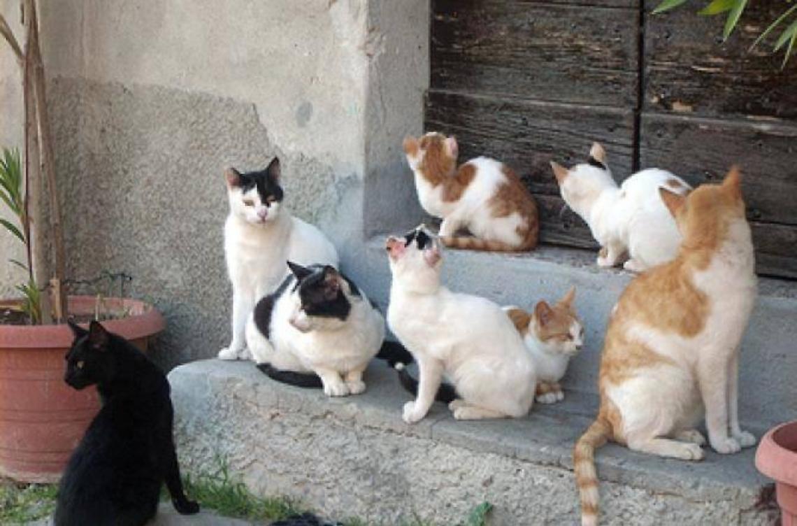 Cani presi a fucilate e gatti avvelenati, escalation di gravi episodi nella pianura setina