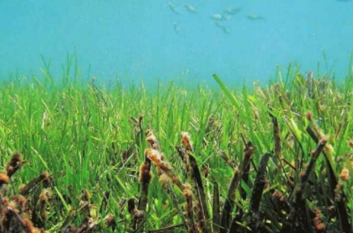 Ecco perch&egrave; il dissalatore potrebbe danneggiare le praterie di posidonia e i fondali
