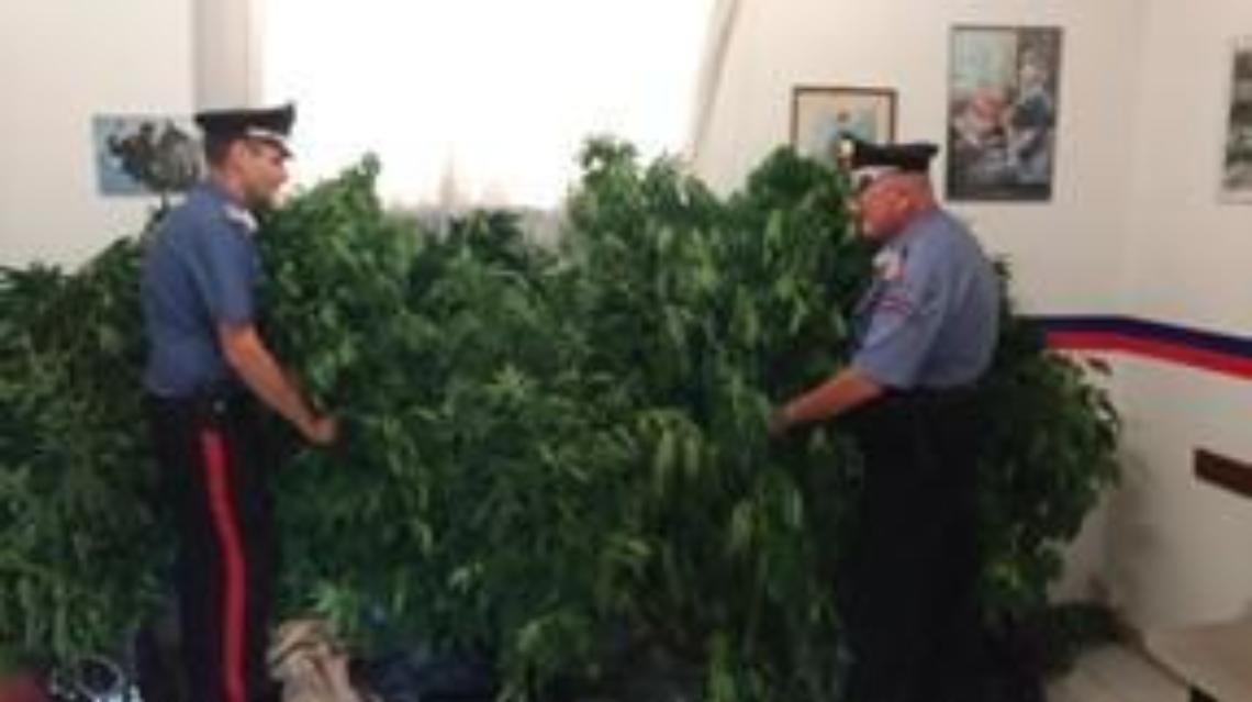 Aveva coltivato 10 piante di cannabis arrestato dai carabinieri un bracciante agricolo