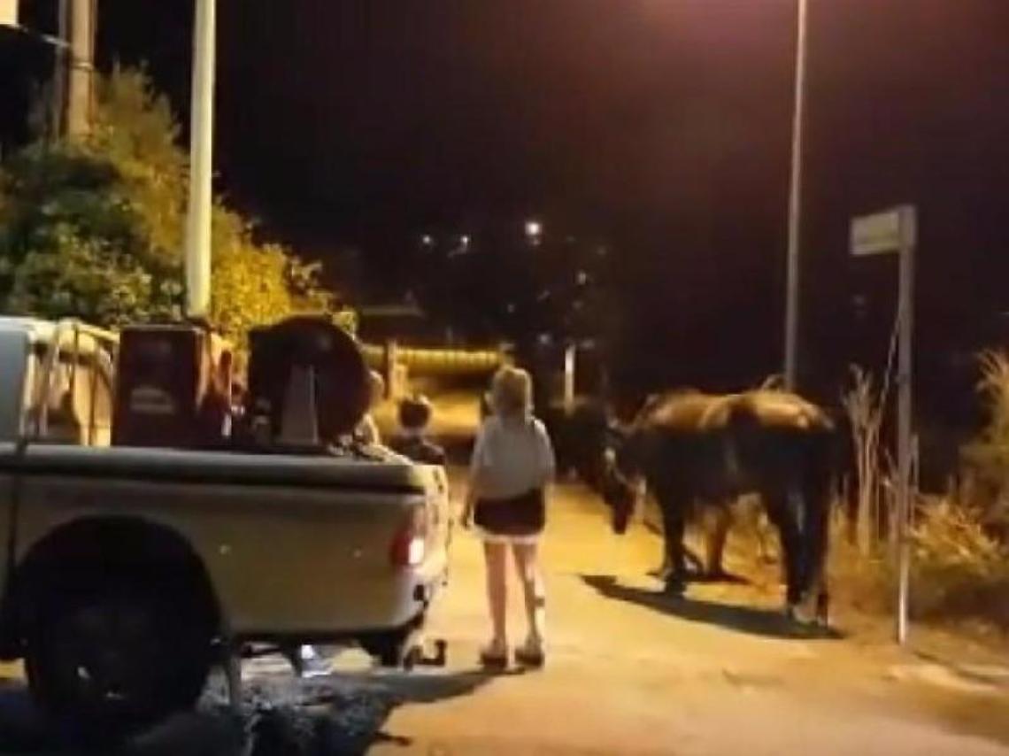 Cavallo ritrovato tra le strade di San Felice, intervengono i volontari dell'Anc di Sabaudia