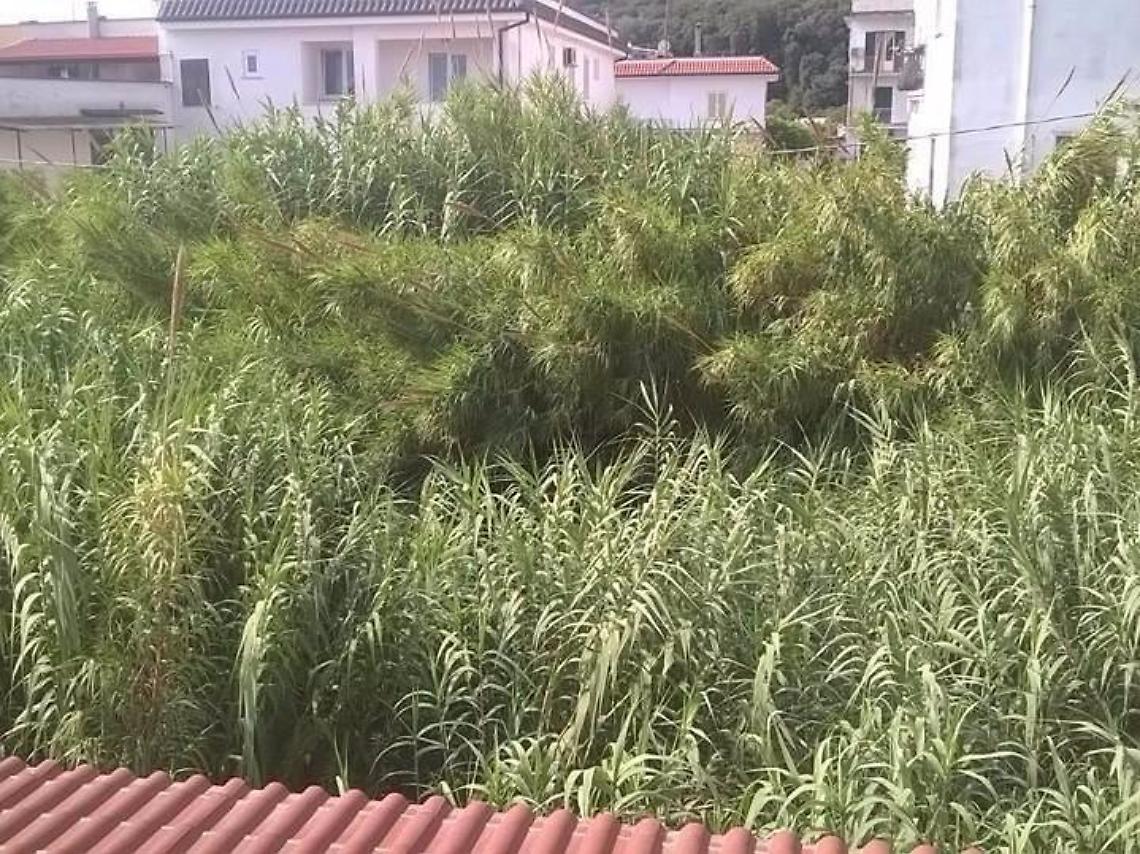 Circondati da degrado e incuria, il canale di Rio Torto &egrave; invaso dalla vegetazione