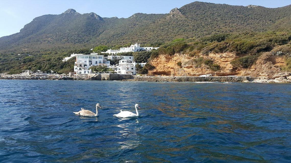Il lungo viaggio dei cigni, i due esemplari visti a Sabaudia fanno tappa a Quarto Caldo