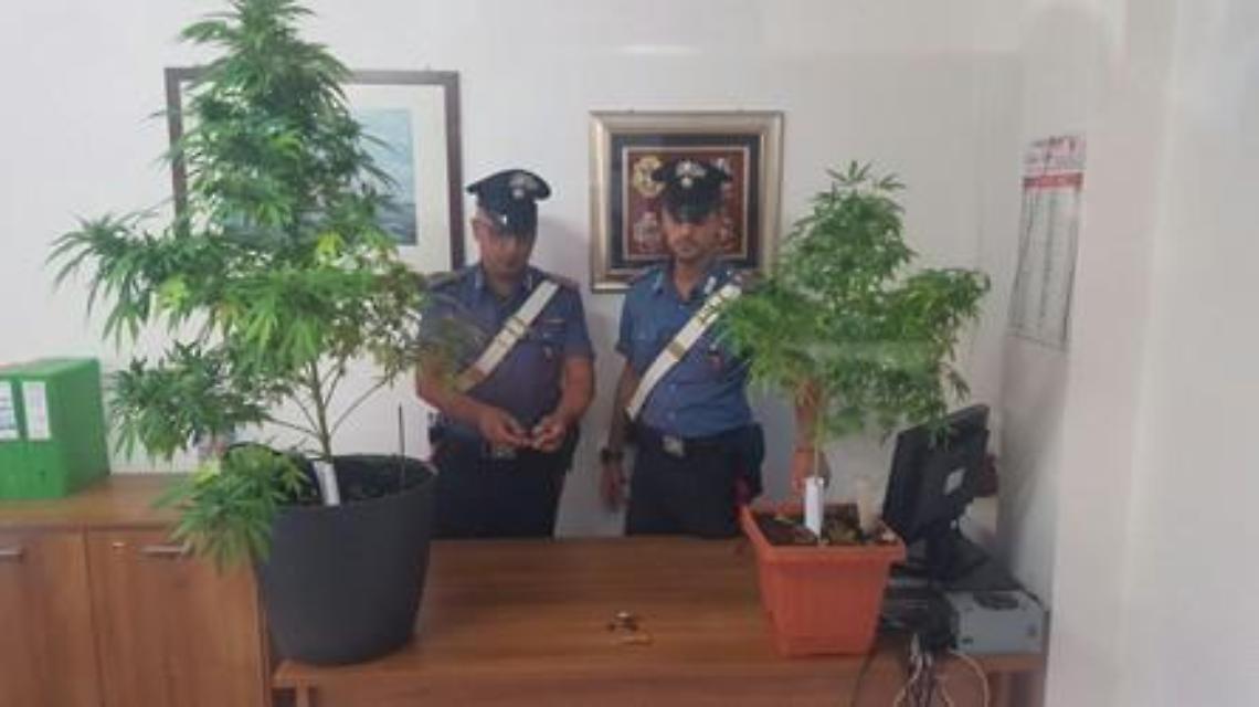 Coltivava piante di marijuana sul balcone di casa, arrestato dai carabinieri un 34enne