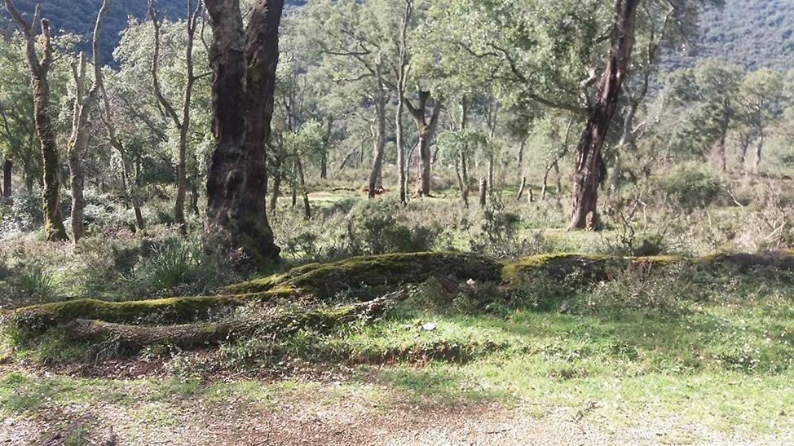Sughereta di Monte San Biagio, si punta al bando regionale dopo l'emergenza ambientale