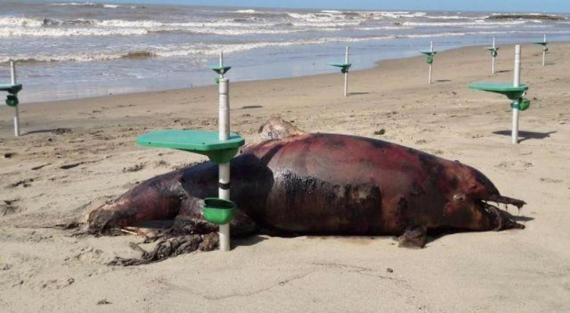 Grosso delfino trovato morto sulla spiaggia di Tor Caldara: carcassa arrivata con la mareggiata