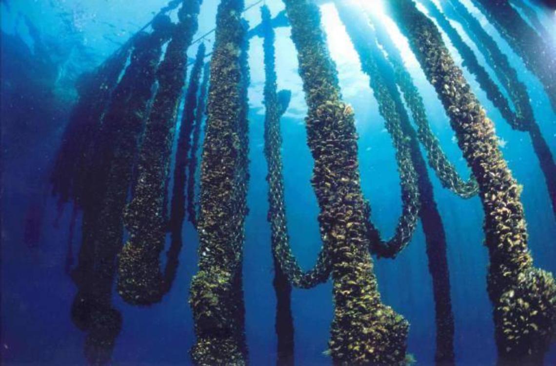 E' guerra di ricorsi per l'impianto di mitilicoltura, al centro della polemica la concessione