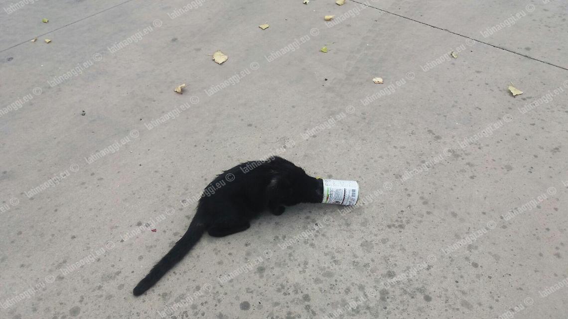 Incastrato con la testa nella lattina, gatto manda in tilt il traffico nel centro di Sperlonga
