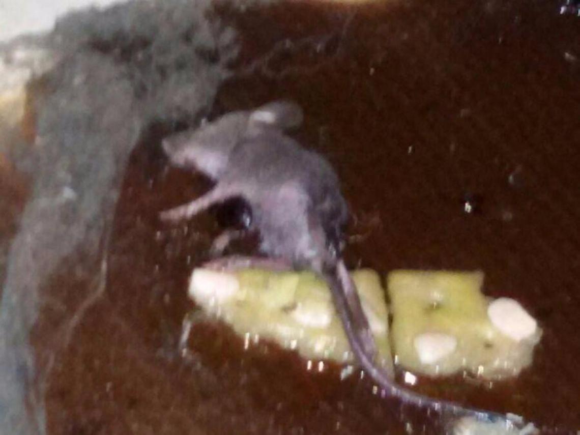 La denuncia dell'Ordine: un topo nei locali della Guardia Medica a Latina Scalo