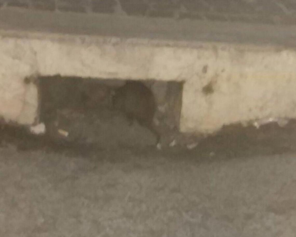 [VIDEO] Topi che scorrazzano in pieno centro cittadino, la protesta dei negozianti