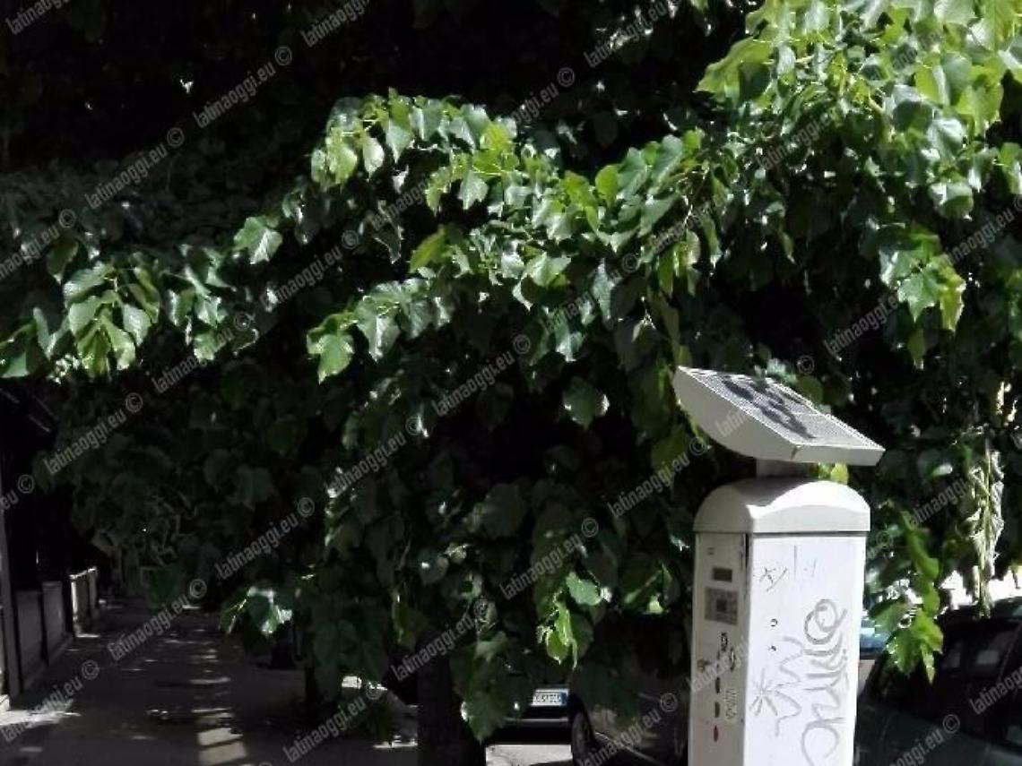 Potatura degli alberi "fai da te", il Comune autorizza e spera che altri seguano l'esempio