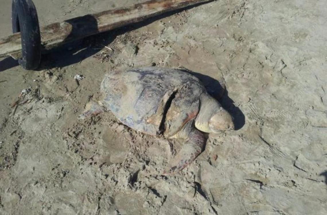 Tartarughe spiaggiate sul litorale, il bilancio di un'estate con tanti ritrovamenti