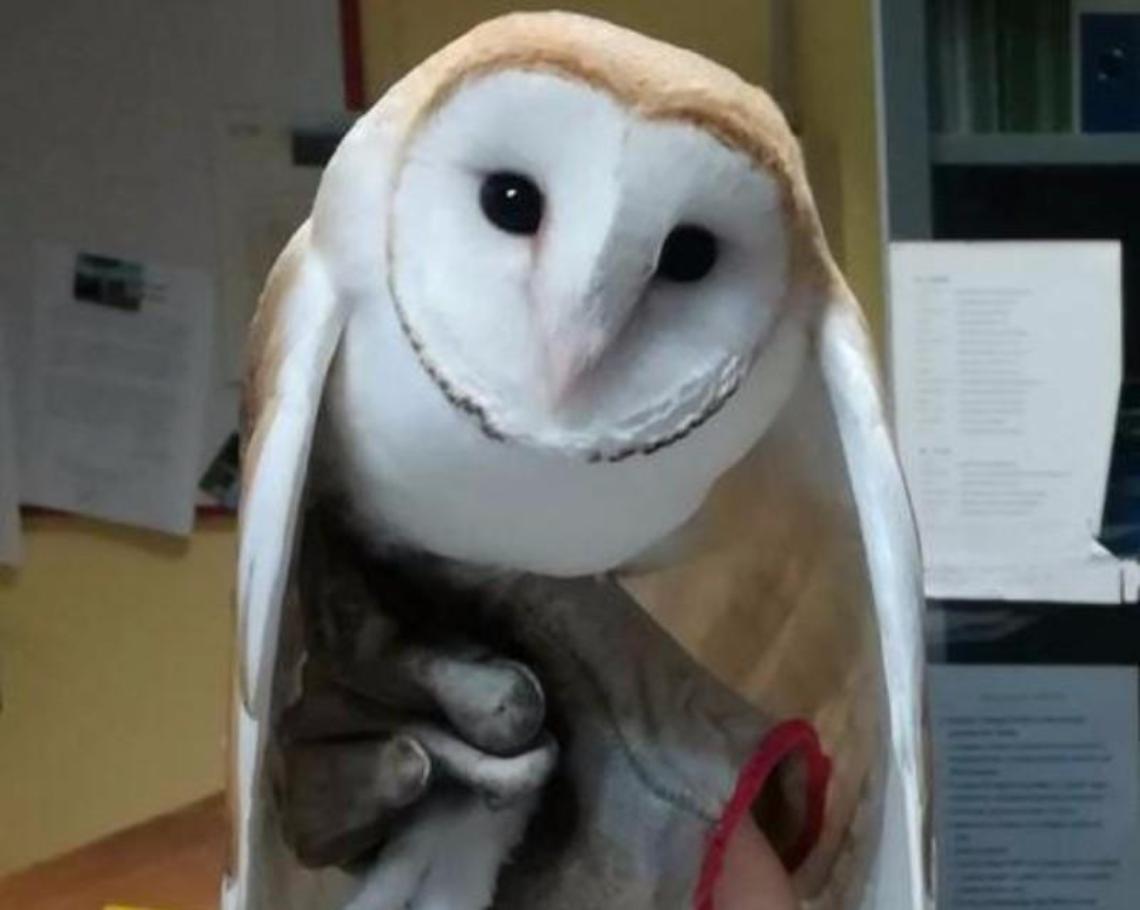 Barbagianni intossicato e in difficolt&agrave; recuperato dai carabinieri