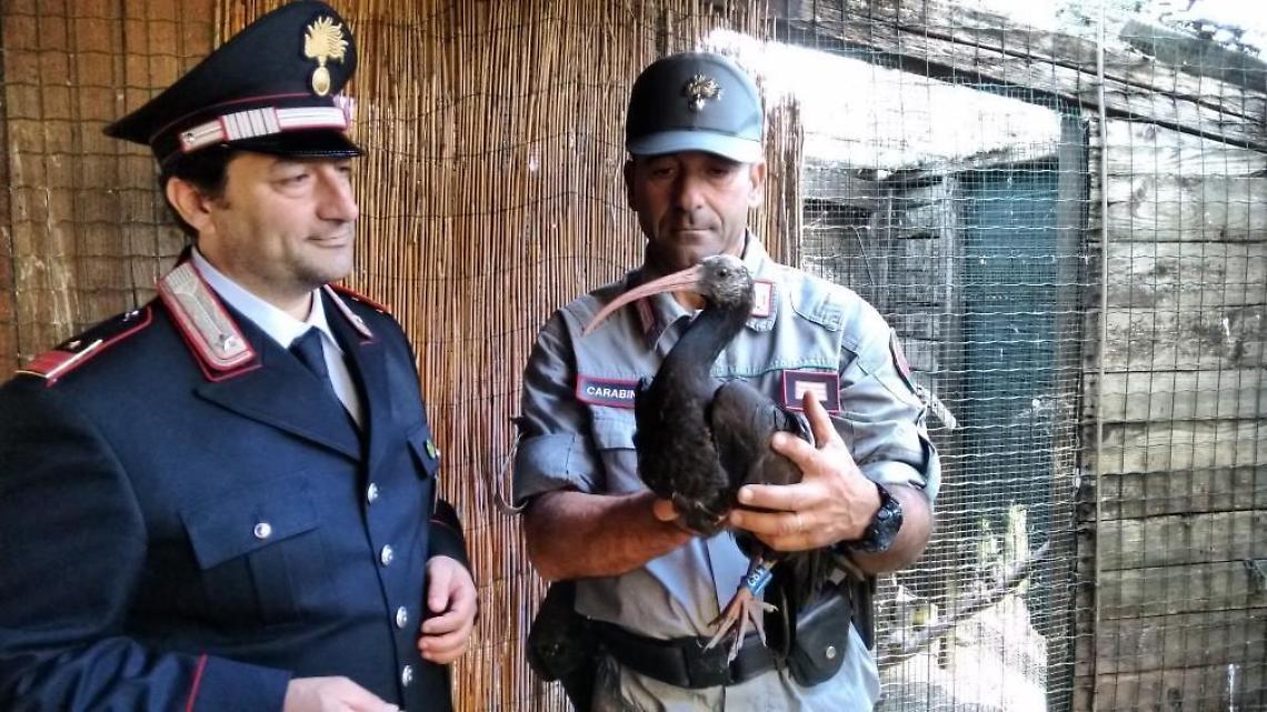 Terracina, i carabinieri salvano un esemplare di "Ibis eremita". E' in via di estinzione