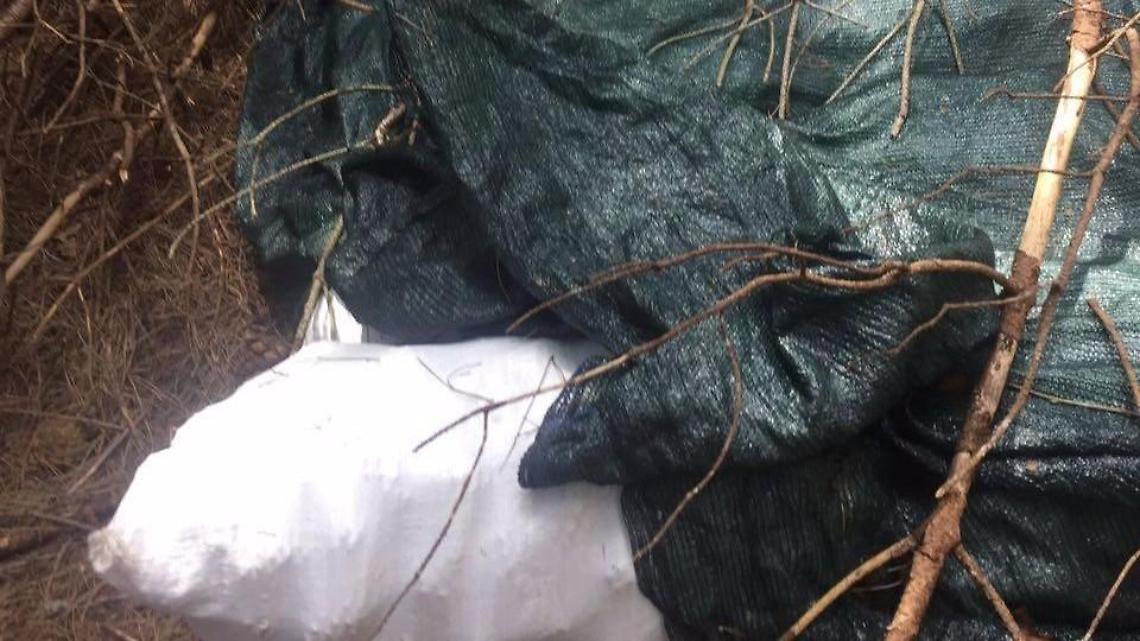 Tentano di rubare le pigne nel giardino della scuola, ladri in fuga