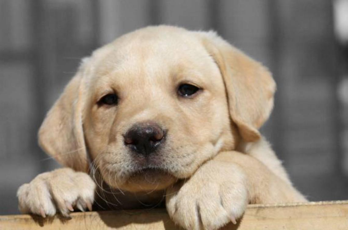 Canile Comunale, Marciano: "Dal 2013 ridotto del 30% il numero dei cani ricoverati grazie alle adozioni"