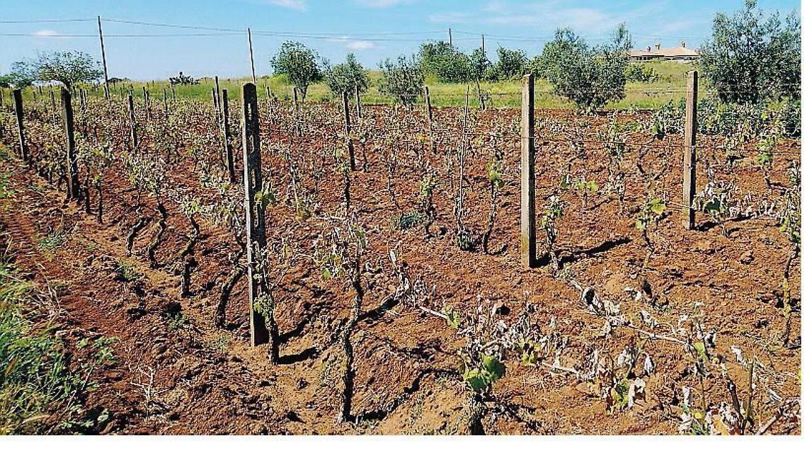 Fondi per gli agricoltori danneggiati dalle gelate di aprile, incontro con i tecnici regionali per compilare le domande