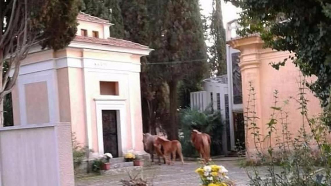 Cavalli a spasso nel cimitero, la foto diventa virale
