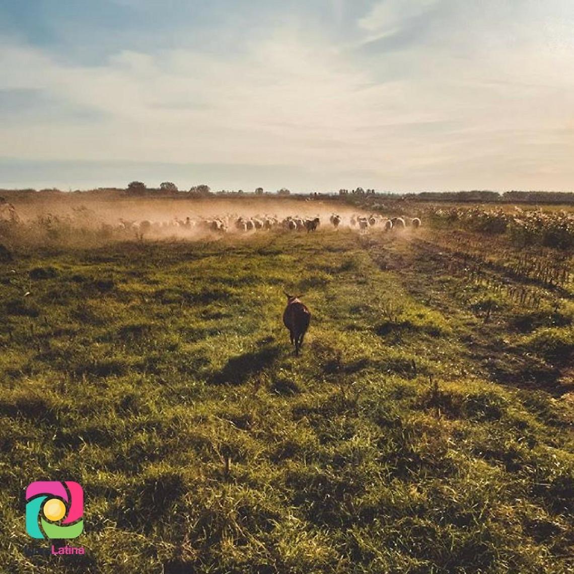 Iger of the Week, la storia delle campagne dell'Agro Pontino rivivono in una foto