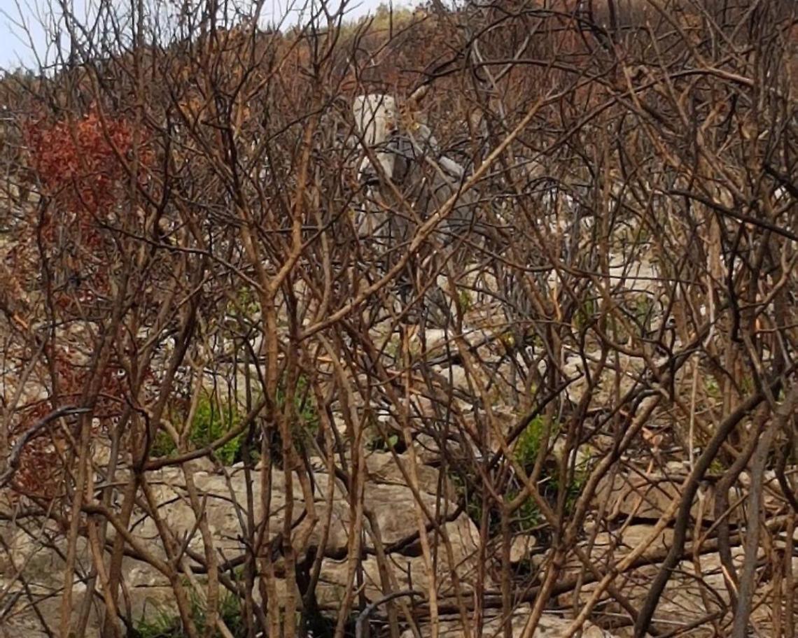 Terracina, spunta una mucca al pascolo sulla collina incendiata