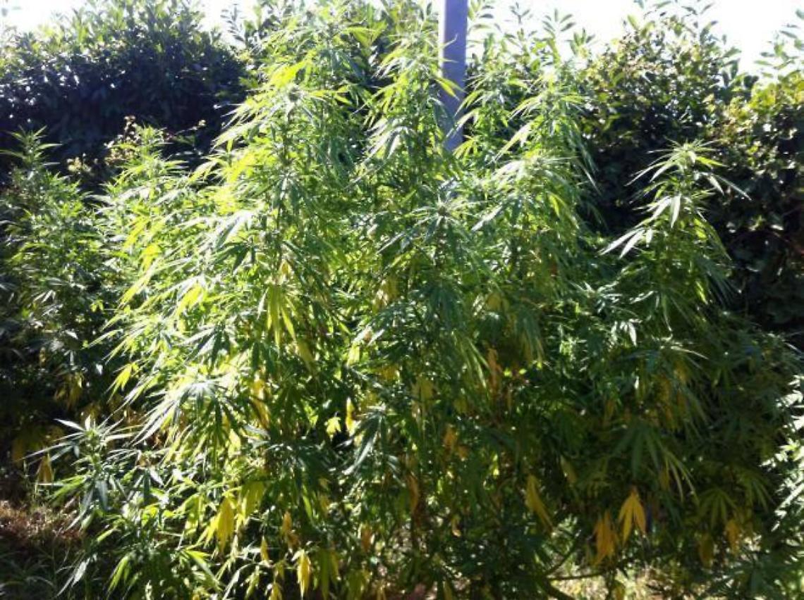 Canapa sativa per uso industriale, il convegno in città