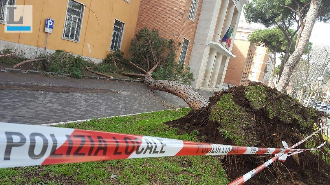 Sciaudone: "L'albero caduto  dà il senso di come si cura il verde pubblico"