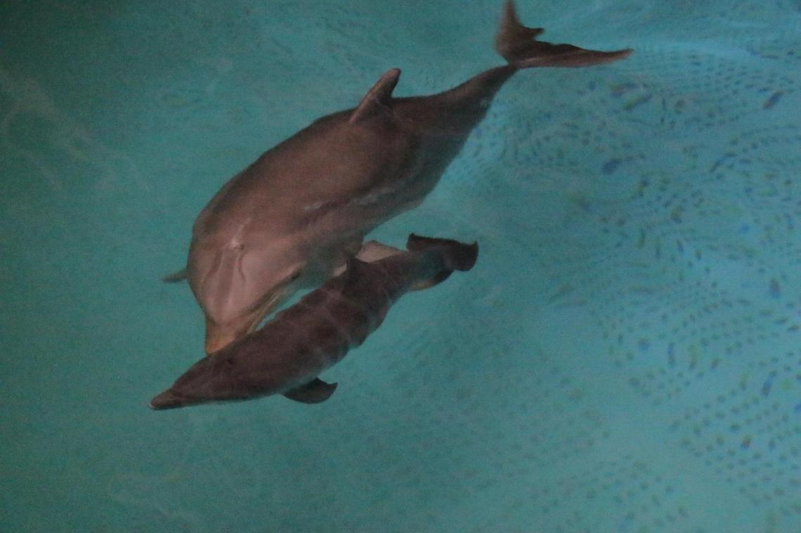 Festa allo Zoomarine, oggi il battesimo del delfino Luna