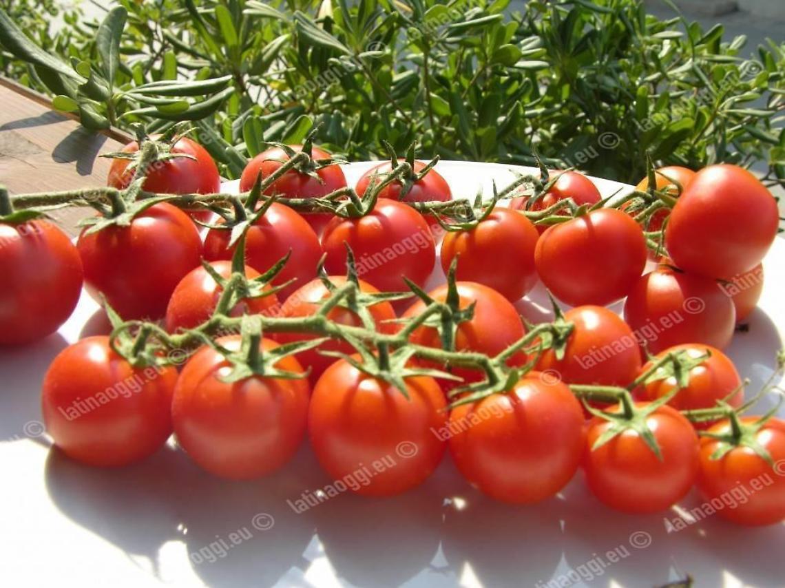 Agricoltura e filiera corta: ora un Help Point anche nel capoluogo