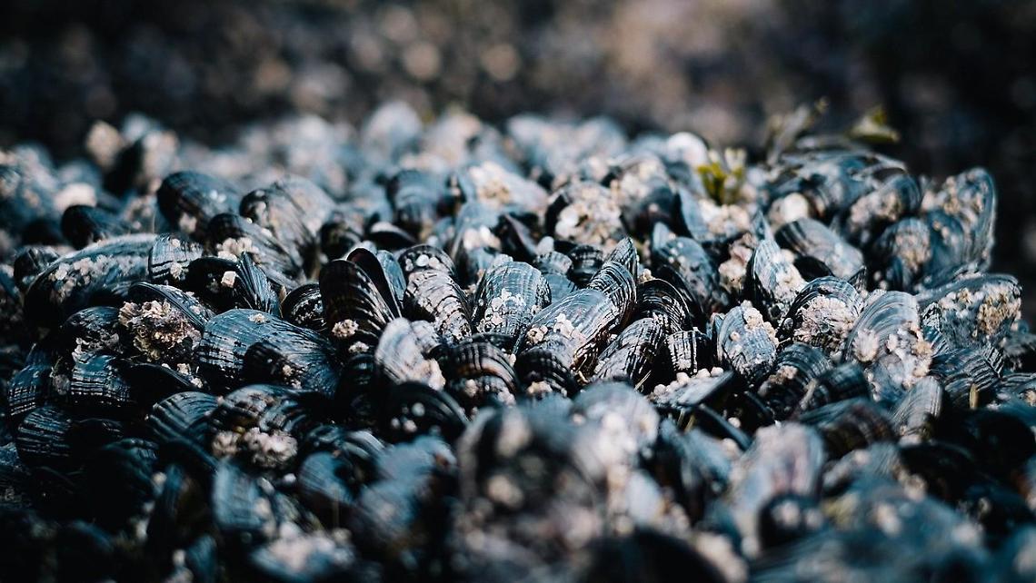 Allevamento di cozze sul litorale, il Tar annulla e manda gli atti in Procura