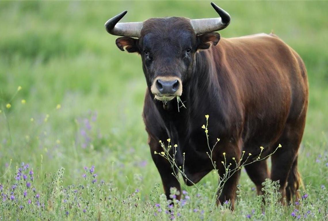 Toro in fuga tra le campagne di Latina e Sabaudia, è allarme