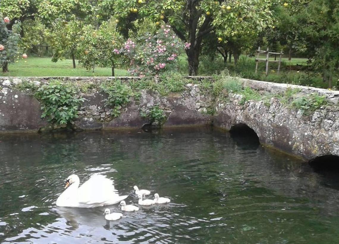 Cinque piccoli cigni accrescono la famiglia del Giardino di Ninfa