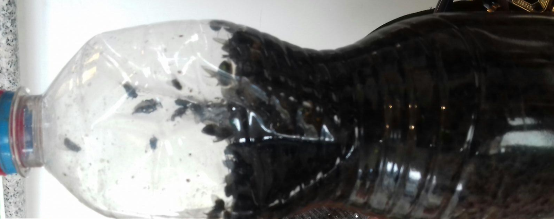 Mosche e cattivi odori vicino al pollificio, il Comune di Aprilia ammonisce il gestore