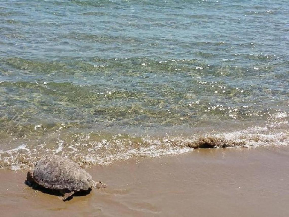 Muzio e Algida torneranno in mare: nuova vita per le tartarughe