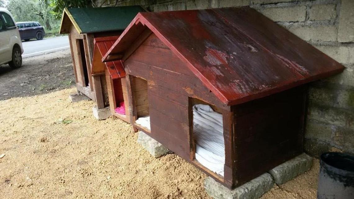 Cucce donate dai volontari rubate durante la notte