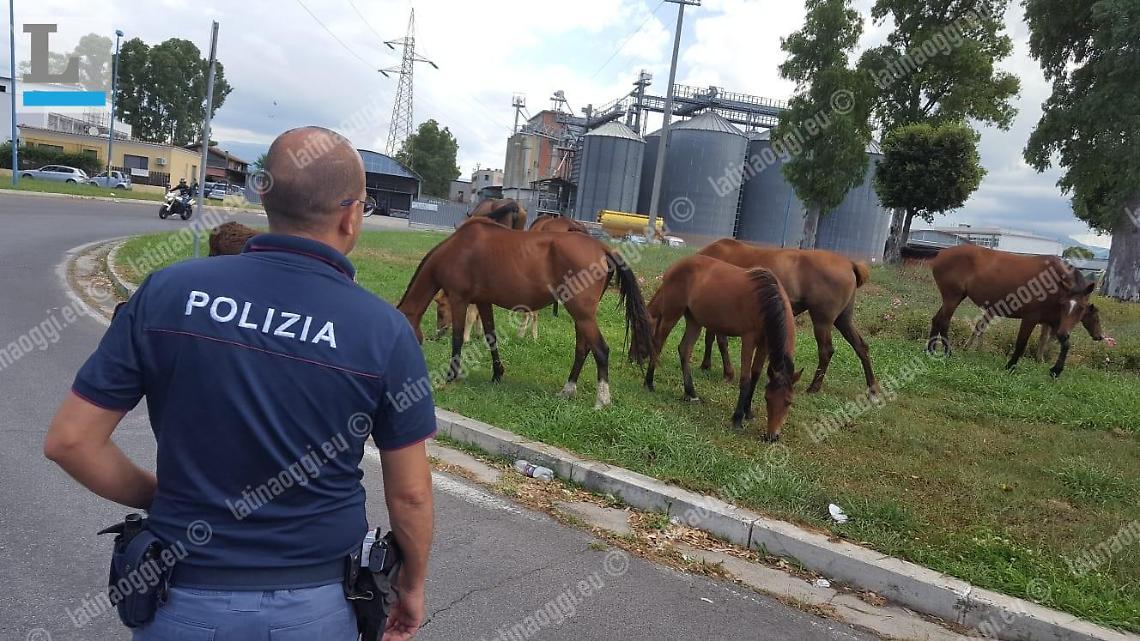 Mandria di cavalli invade la rotatoria, paura per gli automobilisti