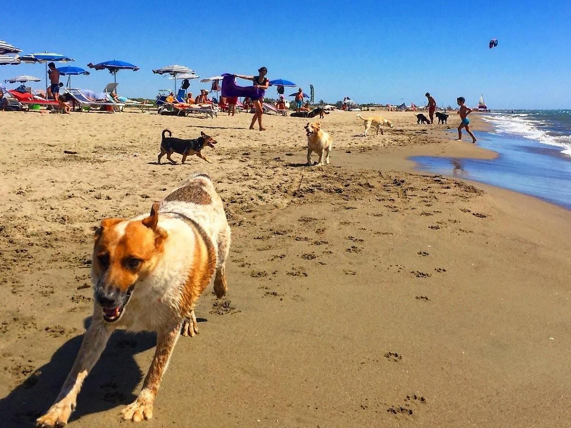 "Sabau Beach": ecco la spiaggia per i cani, ma occhio alle regole
