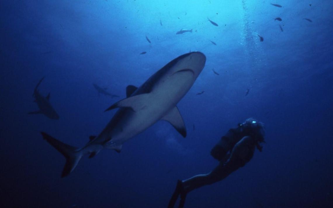 Squalo in mare a Sperlonga, ma il post su Facebook è una bufala