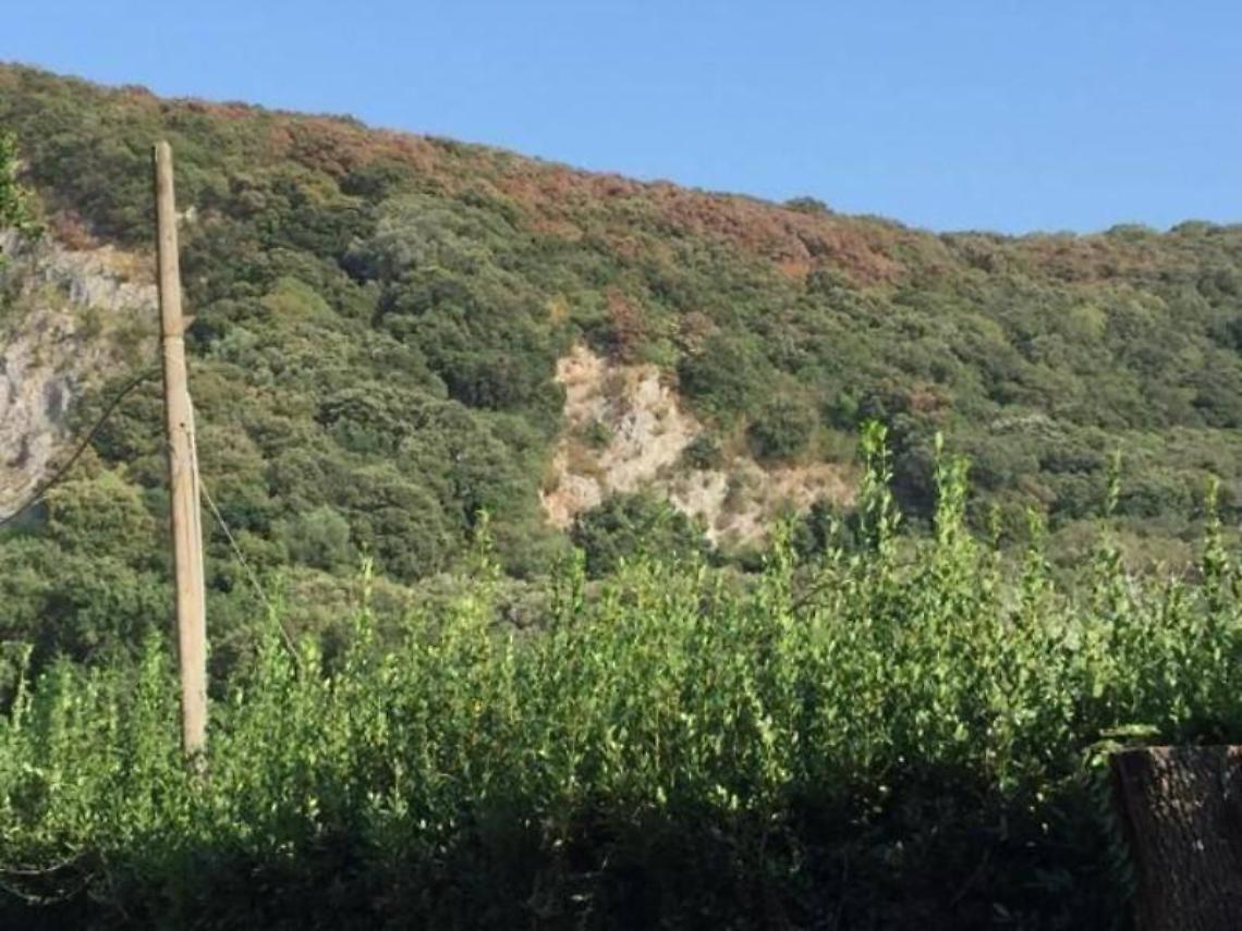 Guerra contro l'insetto "killer" del Parco nazionale del Circeo