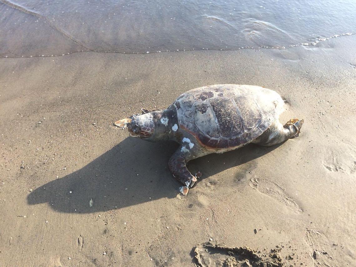 Tartarughe curate a Pomezia, mercoled&igrave; la liberazione ad Anzio