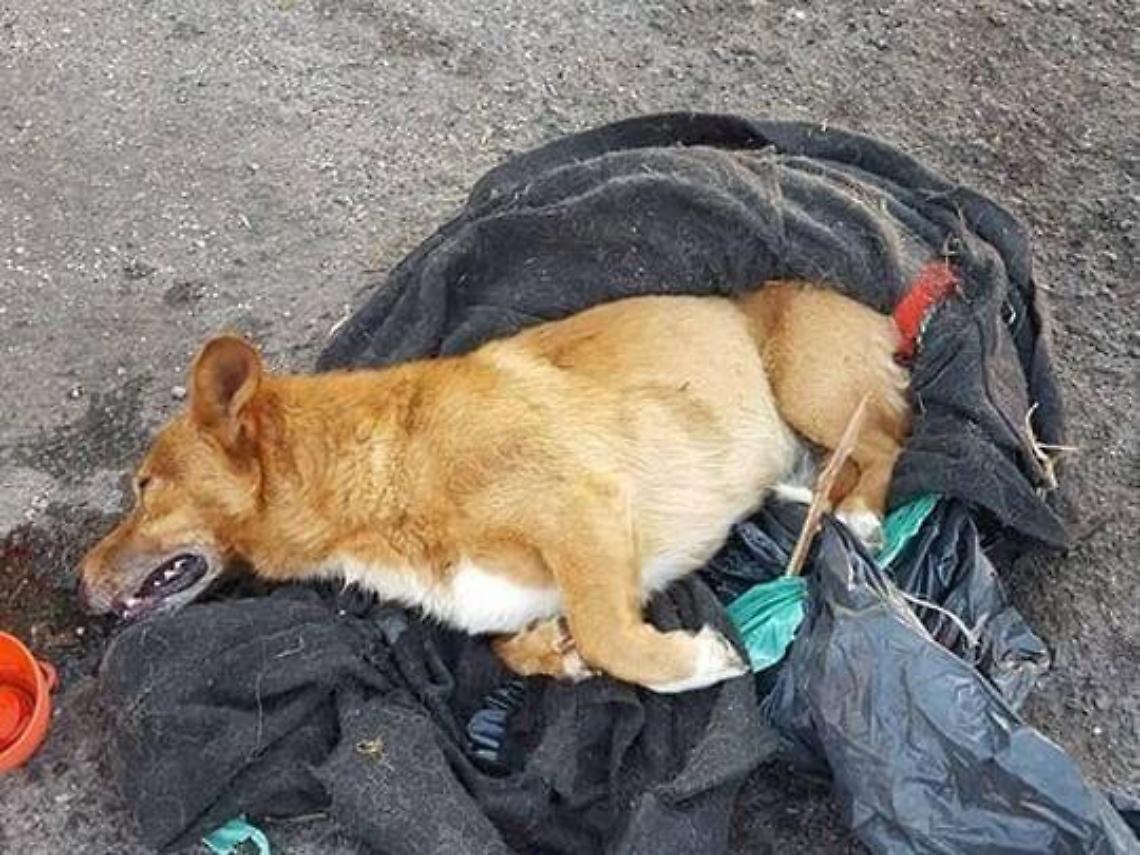 Arrestato l'uomo che ha ucciso il cane Lucky. Violenze anche su moglie e figli