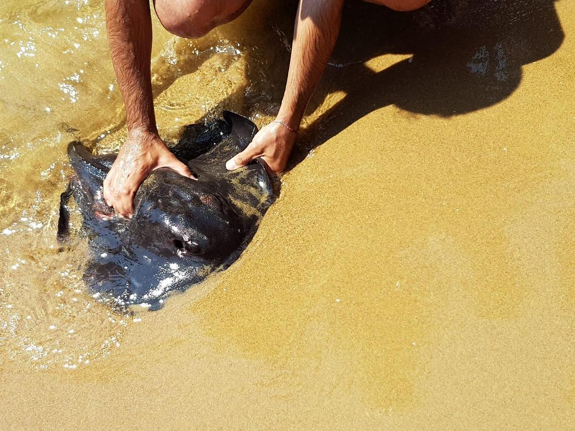 Sperlonga, una razza in riva al mare: soccorsa dai bagnanti