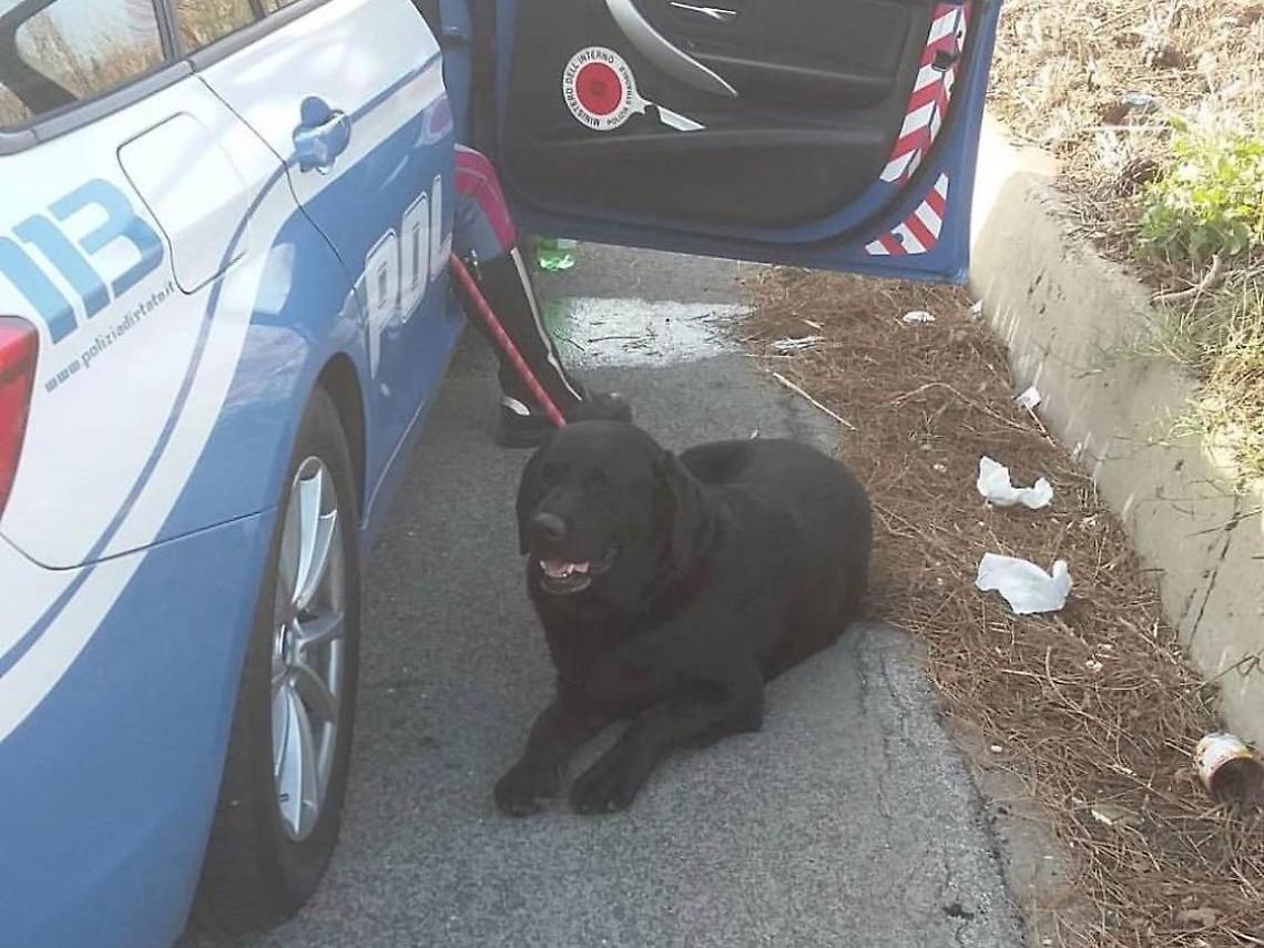 Cane solo e impaurito sulla Pontina, la polizia stradale lo porta in salvo