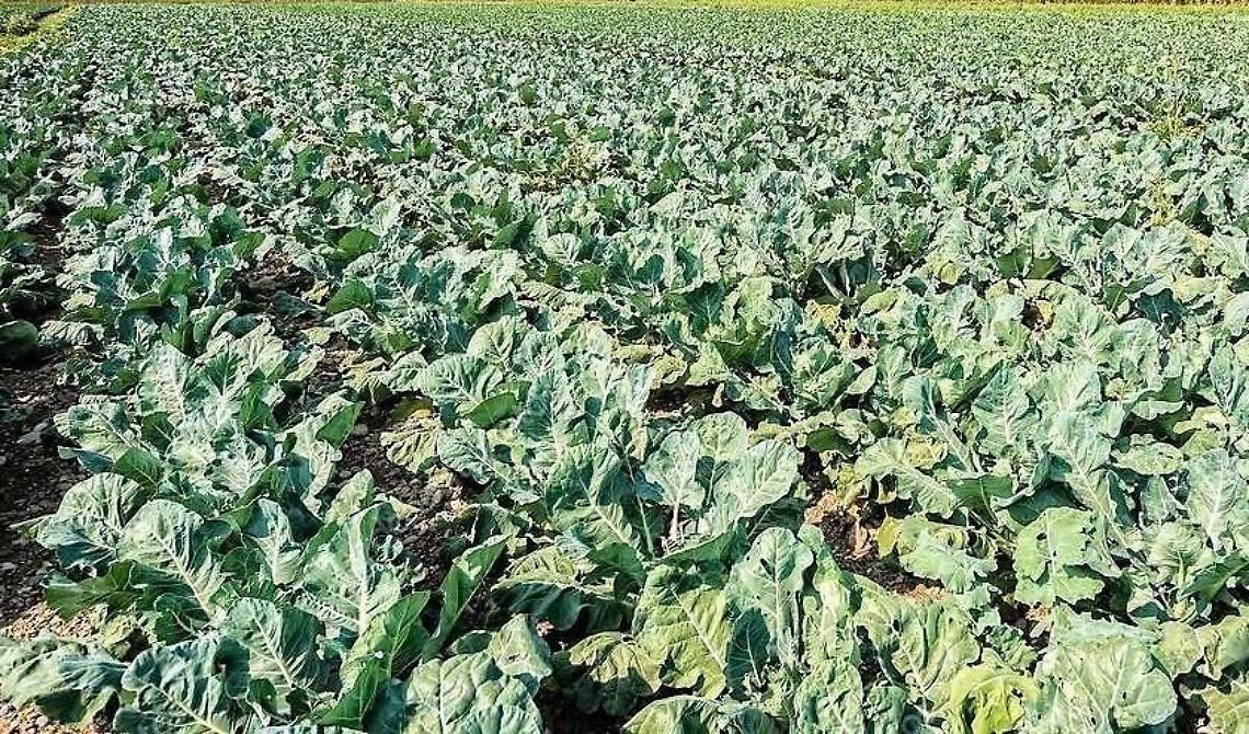 Campo di broccoli devastato dalle cornacchie, s&igrave; al risarcimento